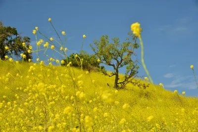 DSC_6434 (Large).JPG